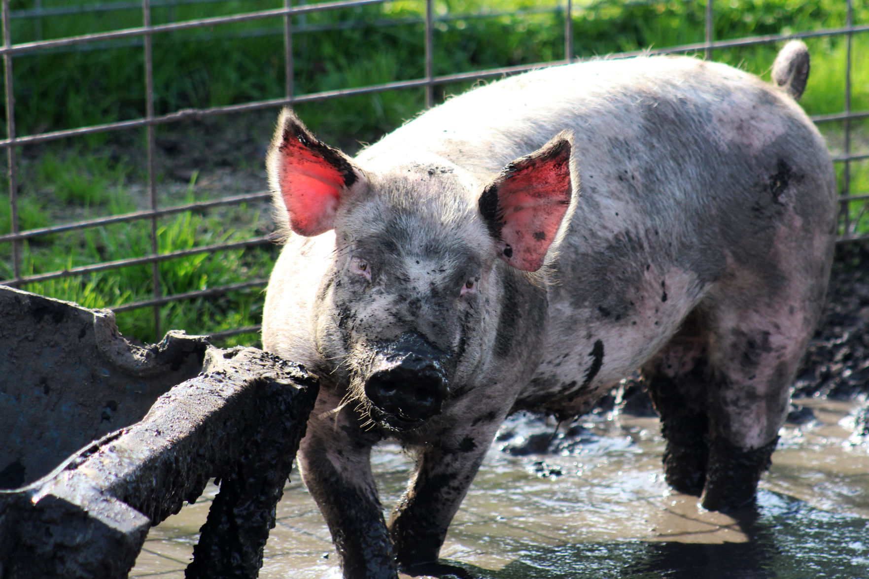 A very muddy hog